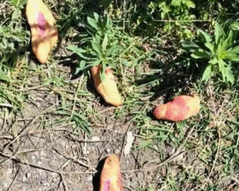 Descartan muerte de niños por comer pan envenenado; necropsia revela intoxicación con pesticida