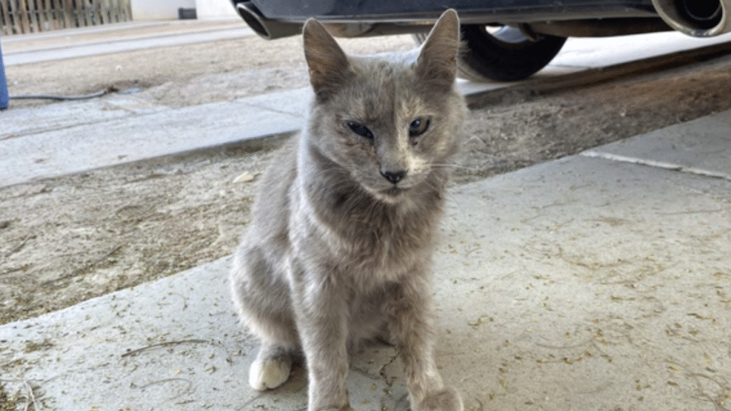 Gatita ‘Pelusa’ fue atacada por 7 perros en Hermosillo