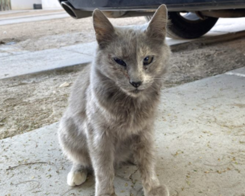 Gatita ‘Pelusa’ fue atacada por 7 perros en Hermosillo