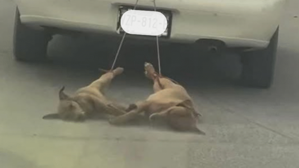 Sujeto arrastra a dos perritos amarrados a su vehículo en SLRC, Sonora