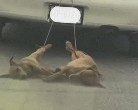 Sujeto arrastra a dos perritos amarrados a su vehículo en SLRC, Sonora