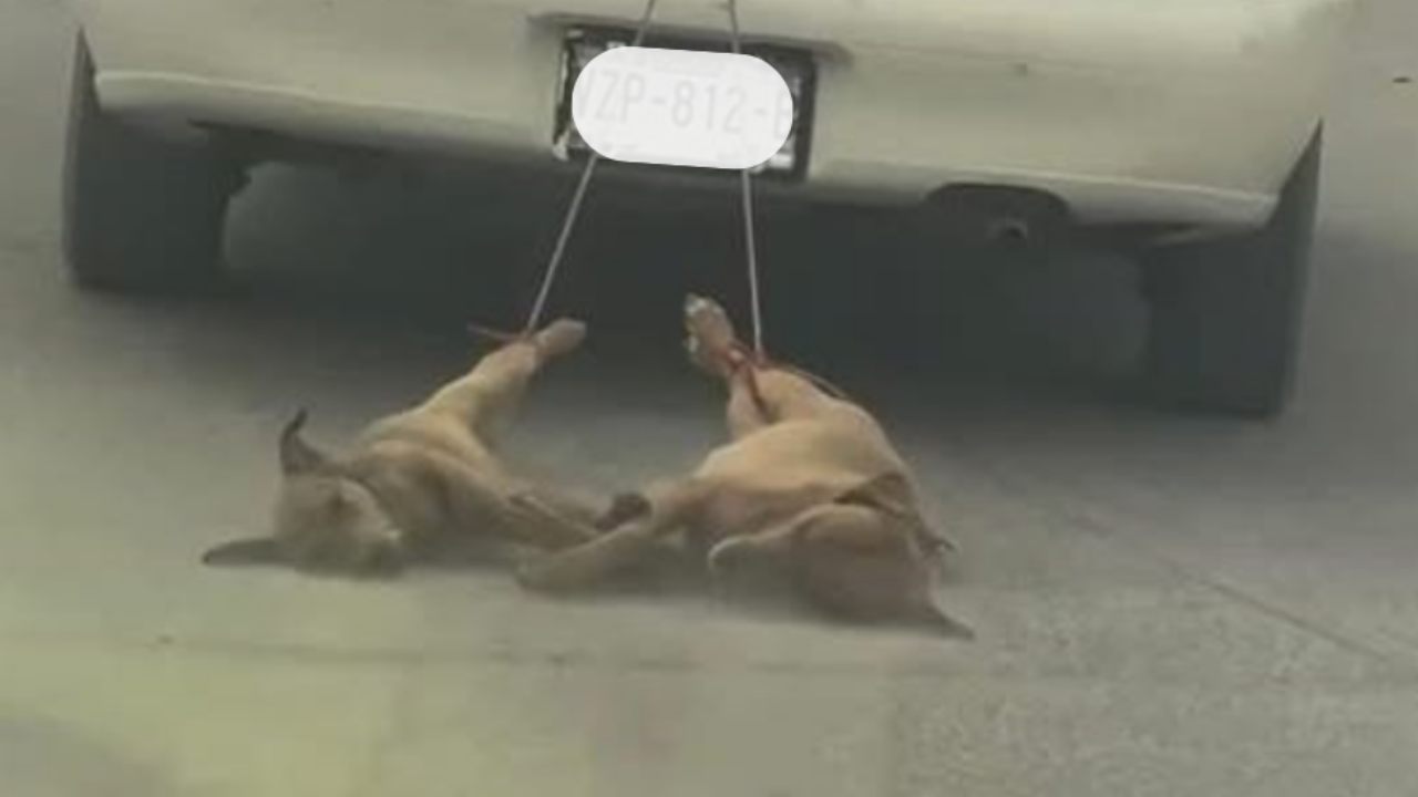 Sujeto arrastra a dos perritos amarrados a su vehículo en SLRC, Sonora