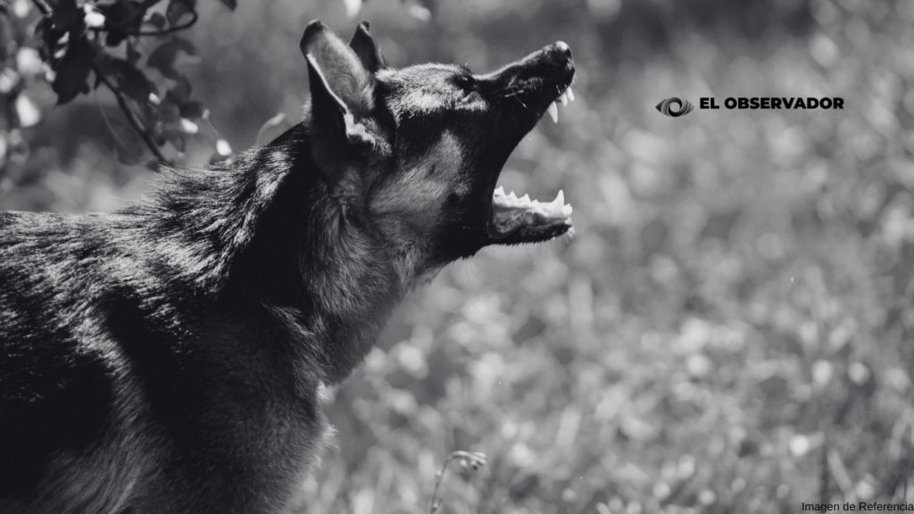 Bebé en peligro de muerte tras ser atacada por un perro en Lomas de Anza