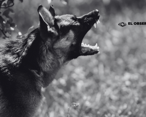 Bebé en peligro de muerte tras ser atacada por un perro en Lomas de Anza