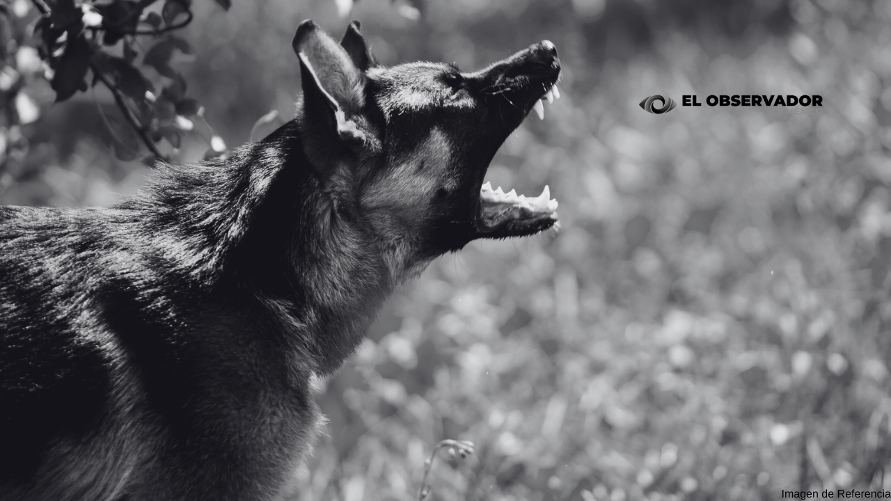 Bebé en peligro de muerte tras ser atacada por un perro en Lomas de Anza
