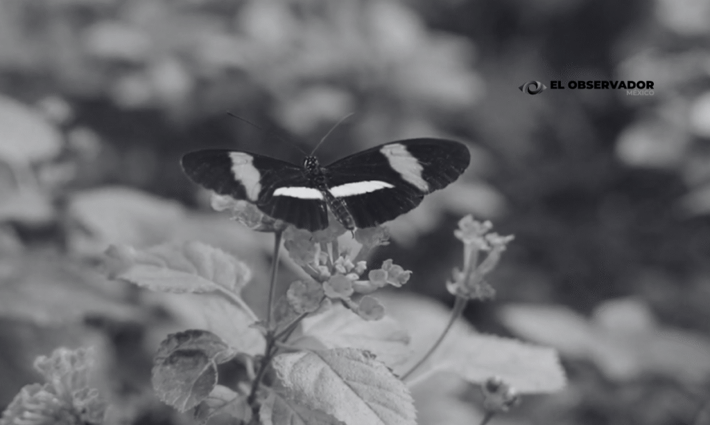 Mariposa