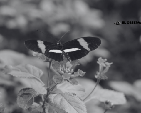 Mariposa