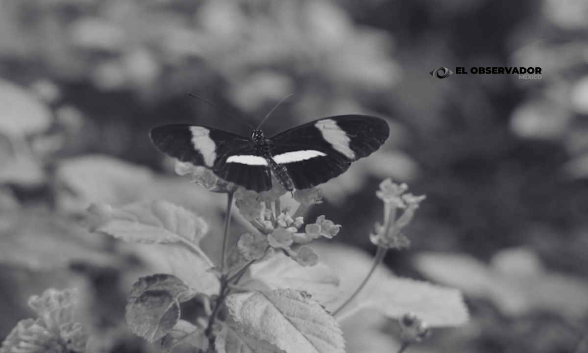 Mariposa