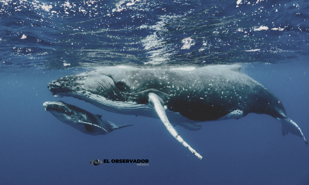 La orina de ballenas salvan ecosistemas marinos enteros