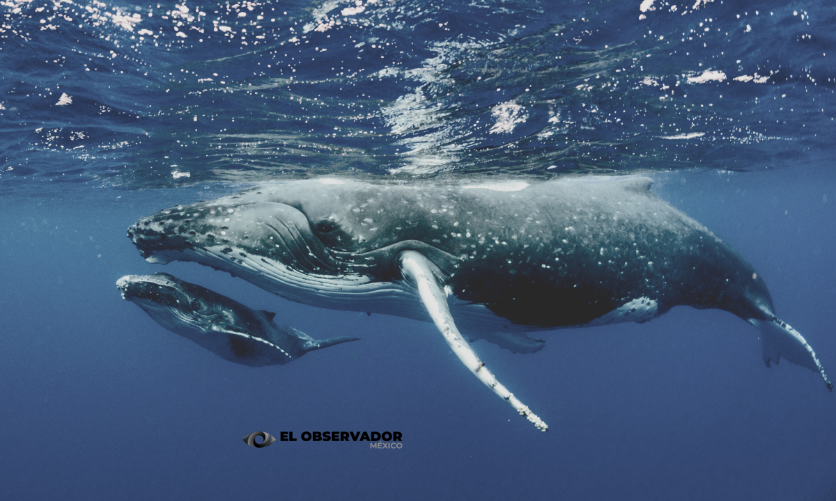 La orina de ballenas salvan ecosistemas marinos enteros