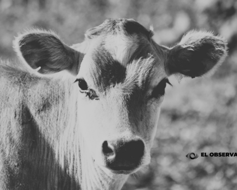 Aclaran que aftas en animal de Nogales NO es fiebre aftosa ni gusano barrenador
