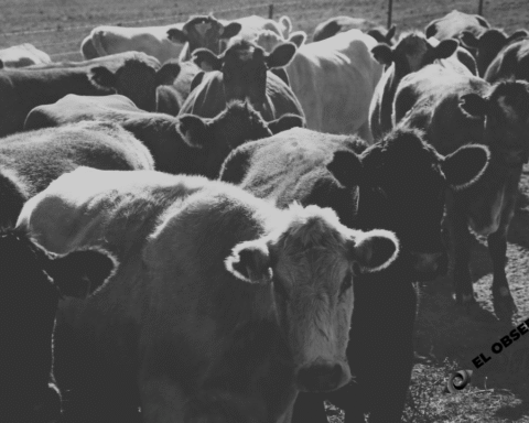 Detección de animal con afta en Nogales detiene temporalmente la exportación de ganado