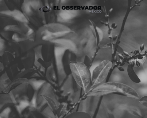 hoja de coca