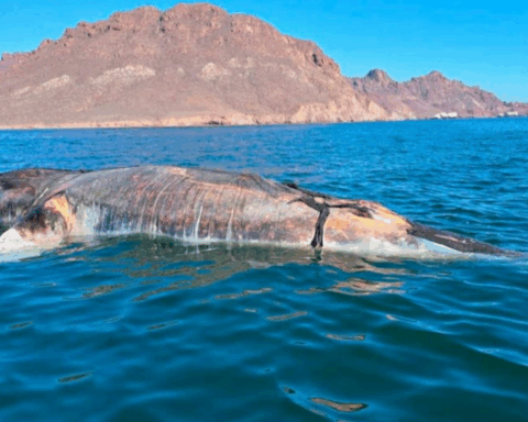 Ponen a flote a ballena sin vida varada en Guaymas