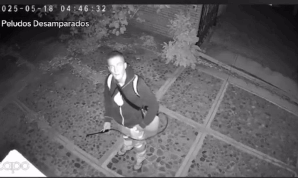 Sujeto es captado en video rociando con ácido a unos perritos