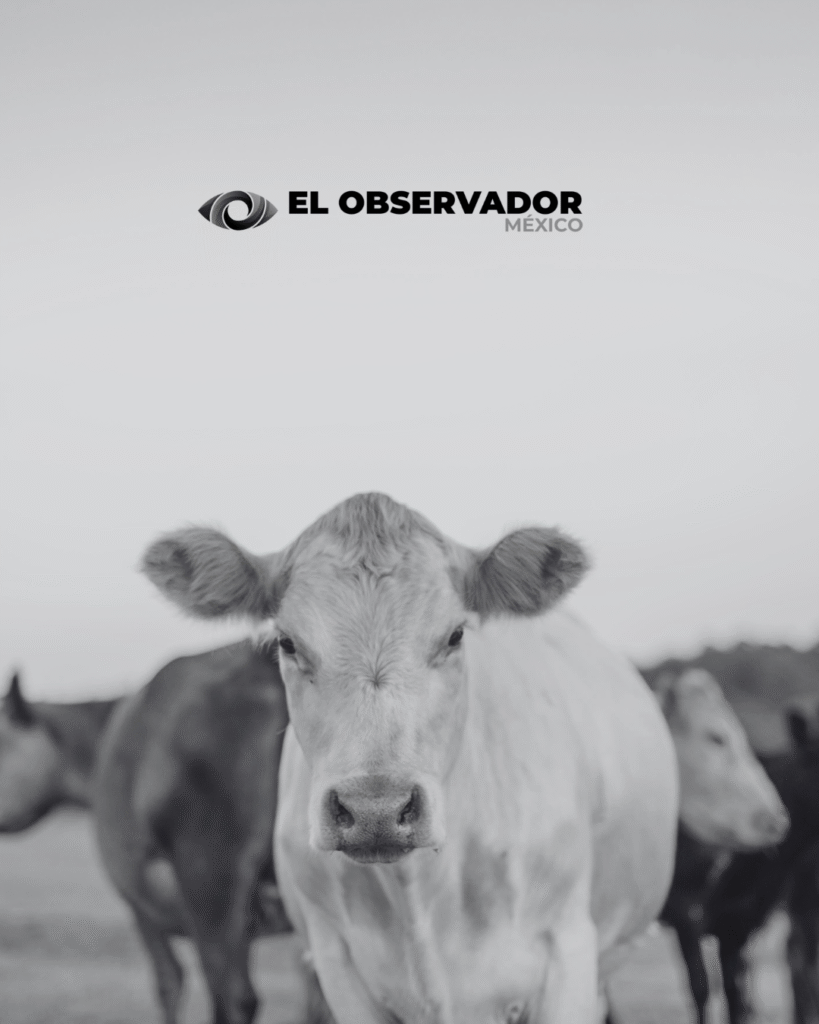 EE.UU. pide más tiempo para concluir su análisis y reiniciar la exportación de ganado