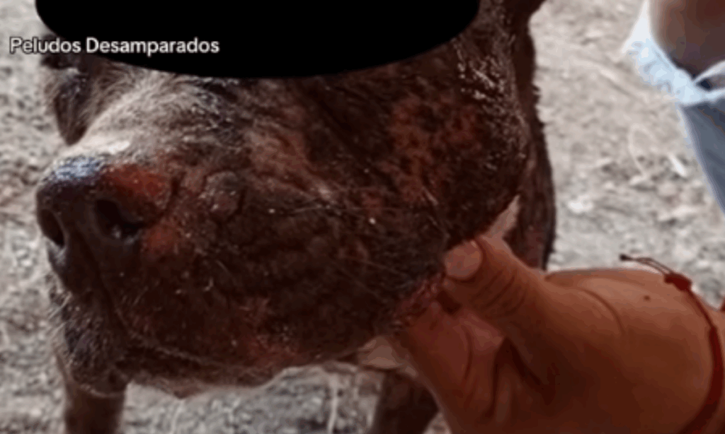 Sujeto es captado en video rociando con ácido a unos perritos