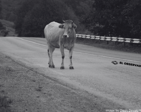 Vaca suelta provoca choque entre dos autos en carretera Santa Ana–Magdalena