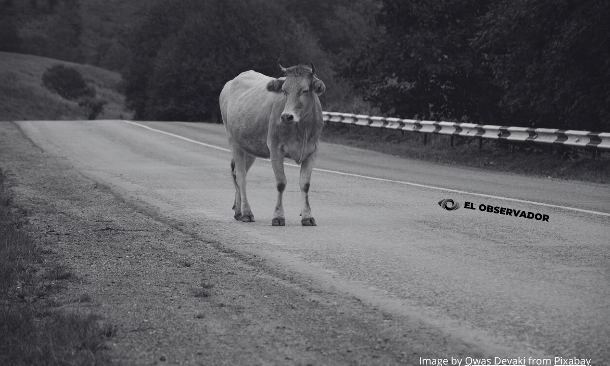 Vaca suelta provoca choque entre dos autos en carretera Santa Ana–Magdalena