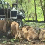 Trabajador de zoológico es atacado y devorado por manada de leones frente a decenas de turistas