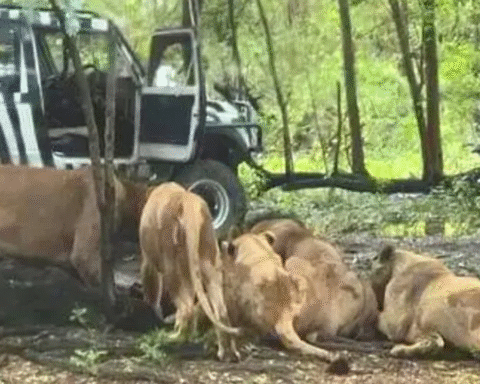 Trabajador de zoológico es atacado y devorado por manada de leones frente a decenas de turistas