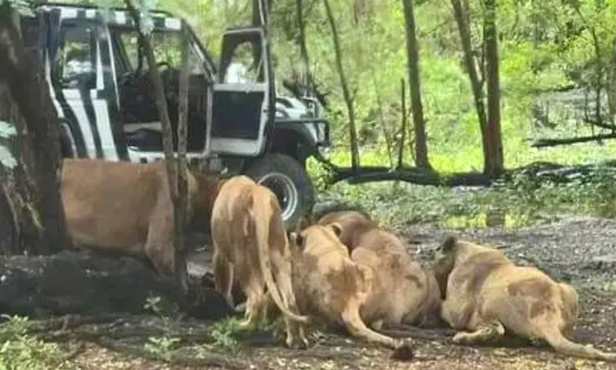 Trabajador de zoológico es atacado y devorado por manada de leones frente a decenas de turistas