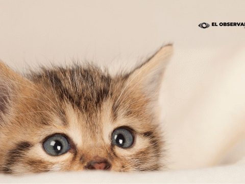 Cancer de mama en mascotas