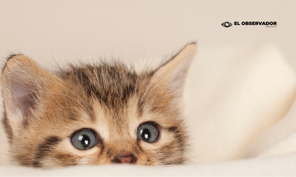 Cancer de mama en mascotas