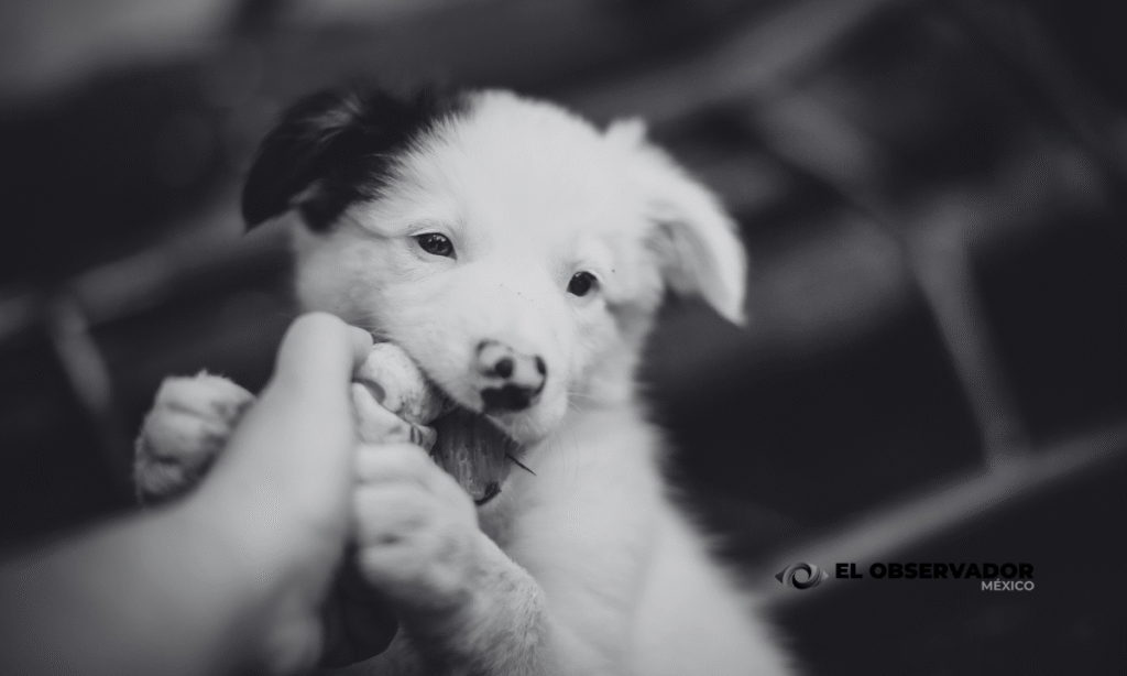 perro