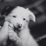 perro