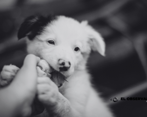 perro