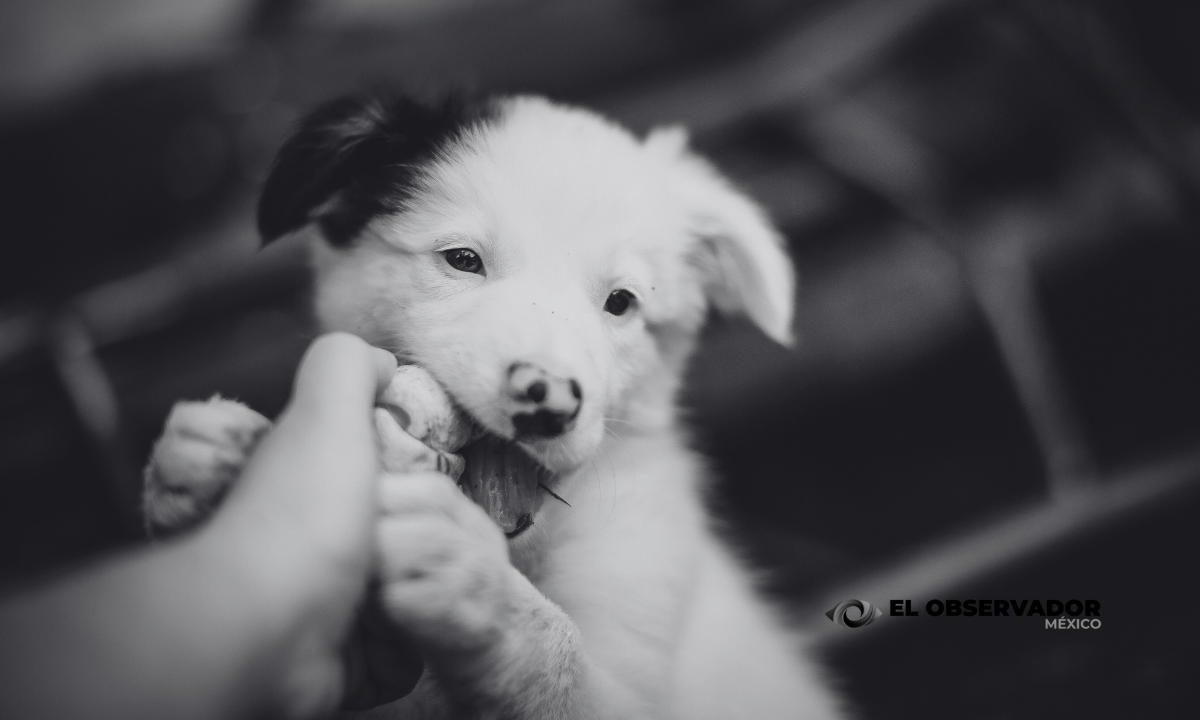 perro