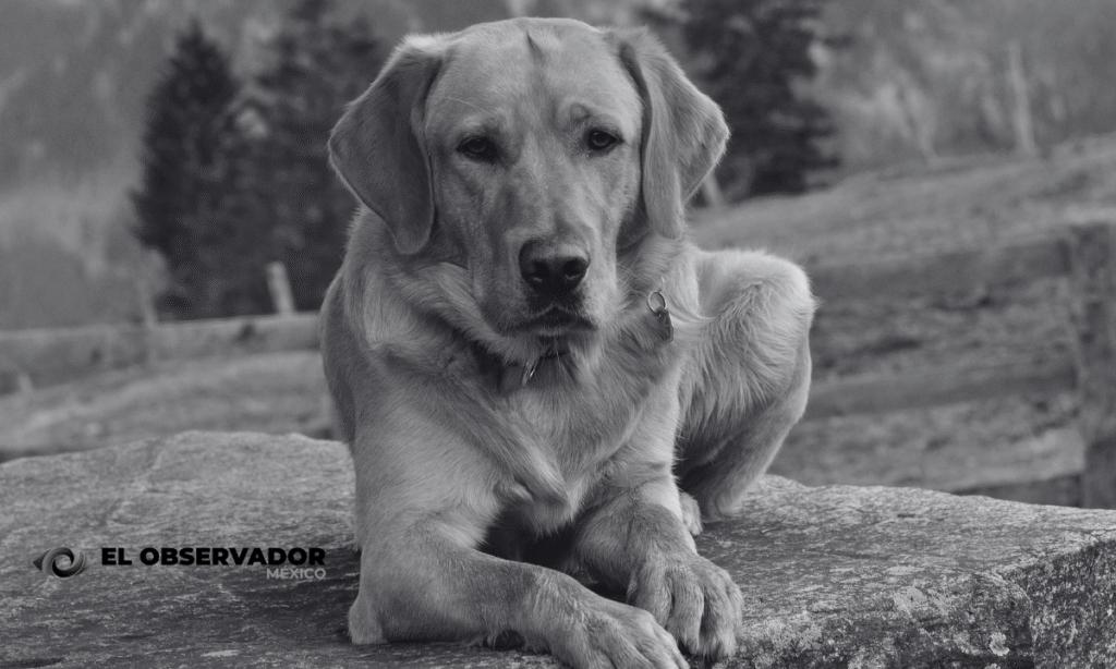 Empleados de Bienestar Animal arrojan los cuerpos de perros y gatos como si fueran basura