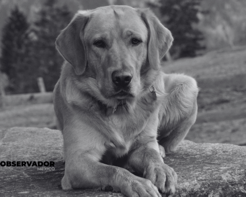Empleados de Bienestar Animal arrojan los cuerpos de perros y gatos como si fueran basura