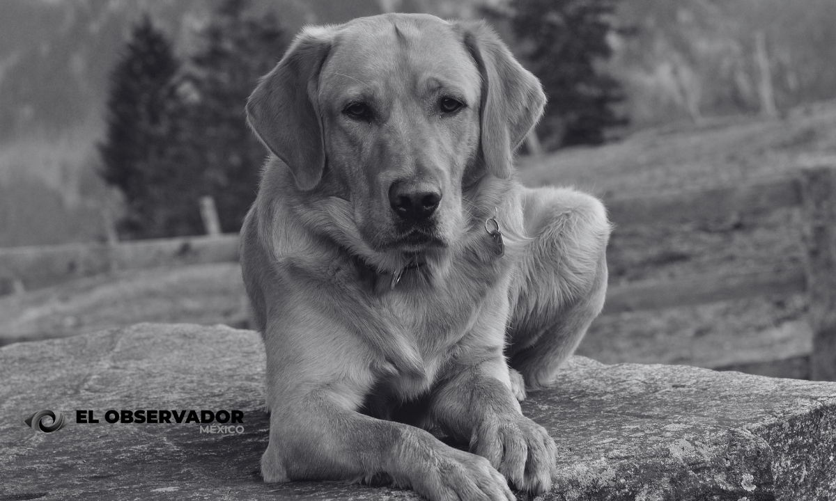 Empleados de Bienestar Animal arrojan los cuerpos de perros y gatos como si fueran basura
