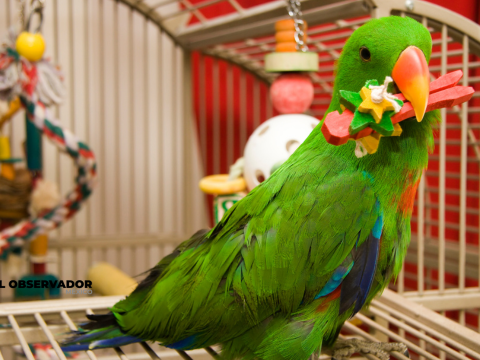 Lo que empieza como mascota puede terminar en un delito federal