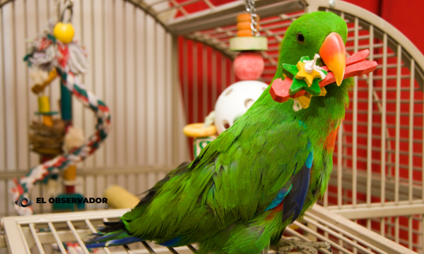 Lo que empieza como mascota puede terminar en un delito federal