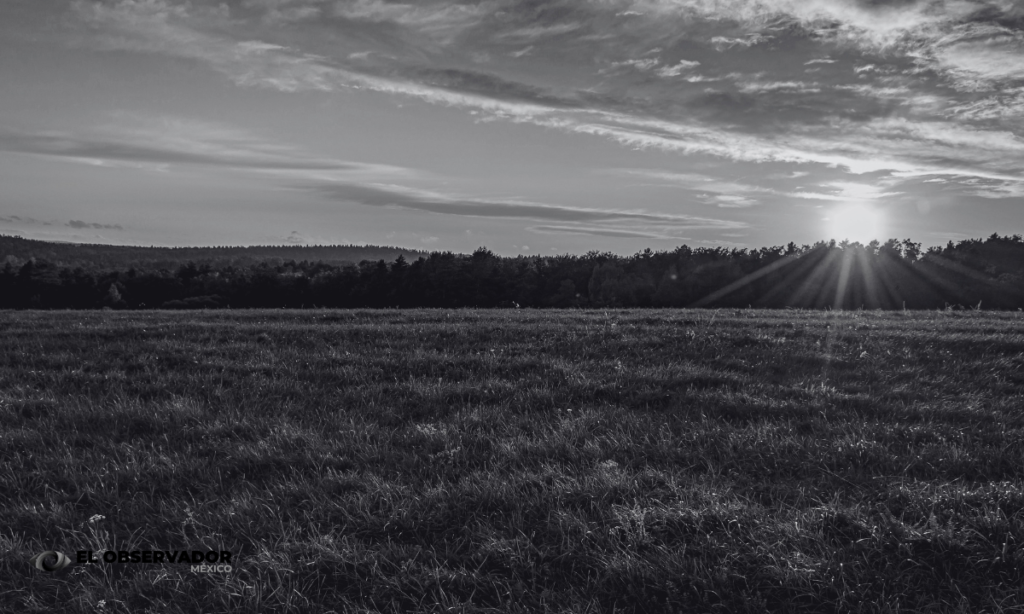 Productores prevén aumento de precios en alimentos del campo