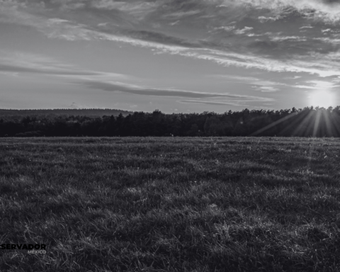 Productores prevén aumento de precios en alimentos del campo