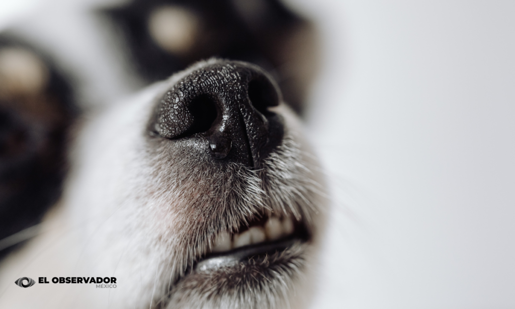 Australiano salva a su perro del cáncer con ayuda de chatbots y científicos