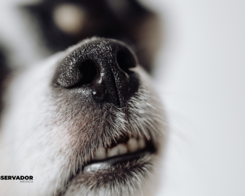 Australiano salva a su perro del cáncer con ayuda de chatbots y científicos